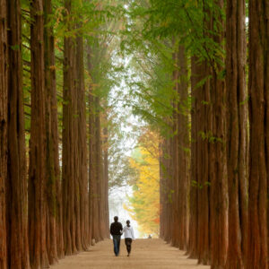 gapyeong trip nami island