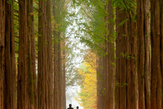 gapyeong trip nami island