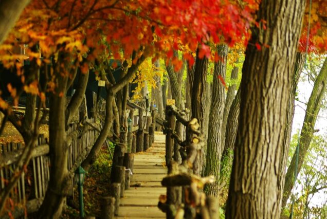 nami island