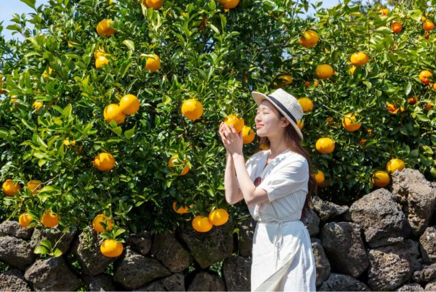 jeju trip tangerines